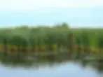 Plants growing in a pond.
