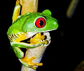 Manuel Antonio Frog.jpg