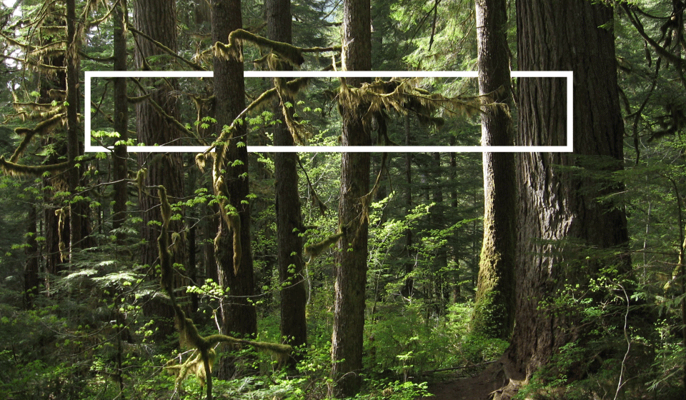 NW Forest Frame