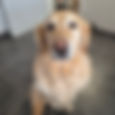 Luna van VZW Dierenasiel Genk
