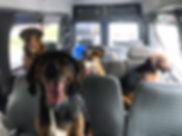 Dog daycare, Dog boarding, Dog grooming Cage free daycare,Cage free boarding