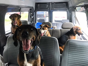 Dog daycare, Dog boarding, Dog grooming Cage free daycare,Cage free boarding