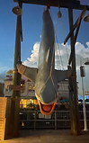 Bruce the Shark in Universal Orlando's Universal Studios