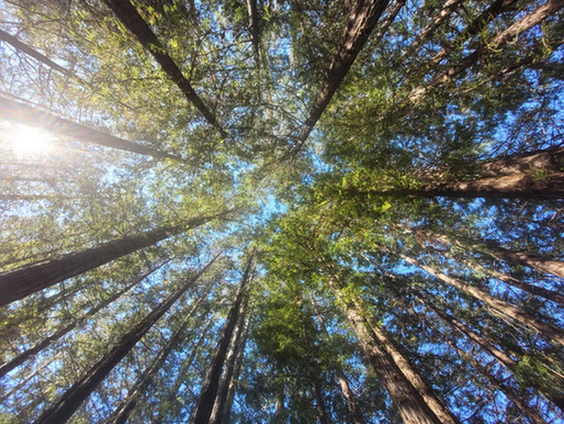 Lessons from Oceania: Indigenous Wisdom and Ecological Stewardship