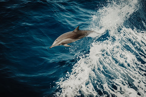 dolphin.jpeg