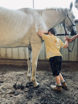 HorsePlay Hippotherapy 2