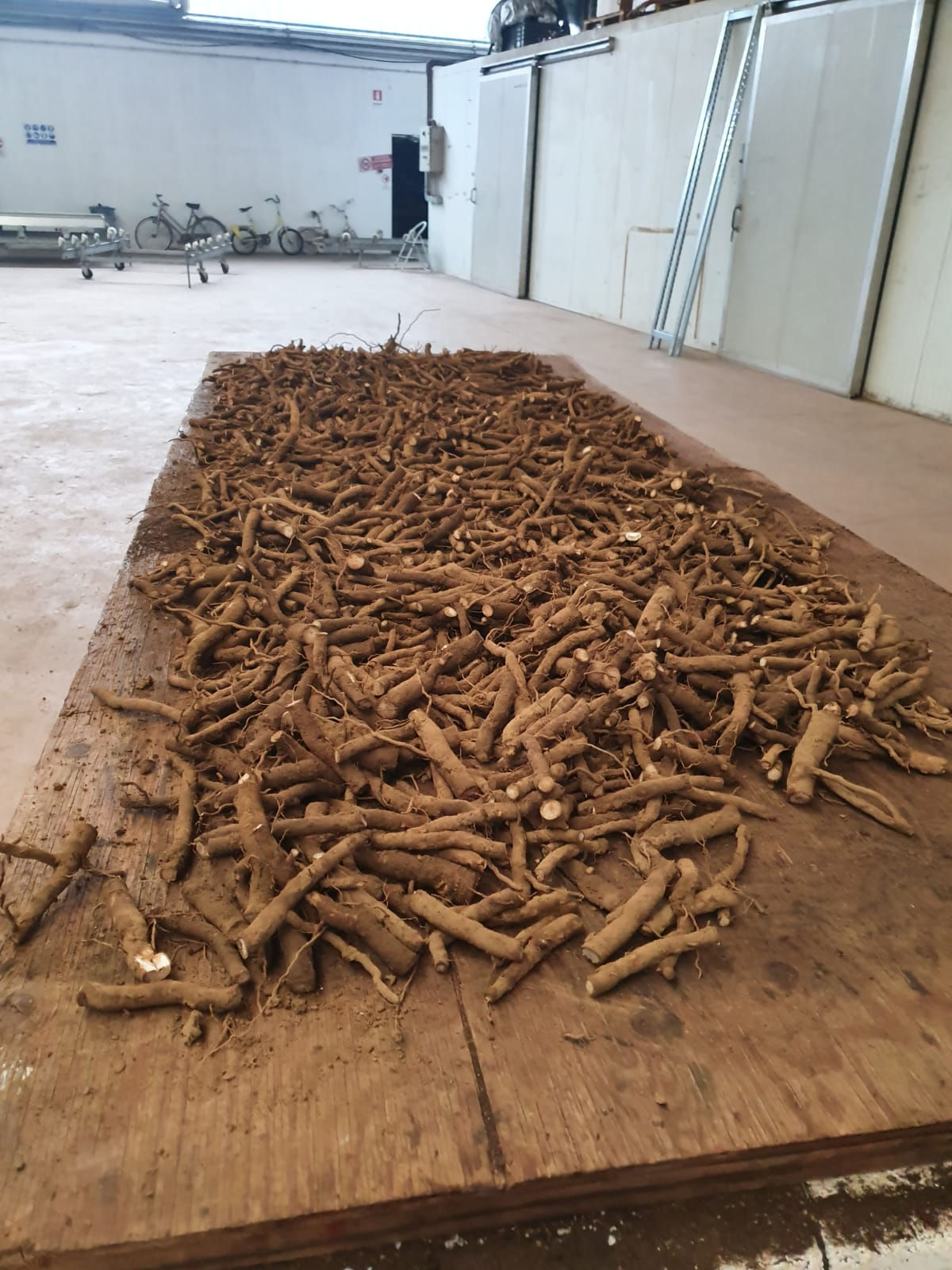 Boutures de racine Paulownia Fortunei