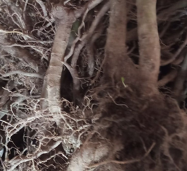 rhizome paulownia.jpg