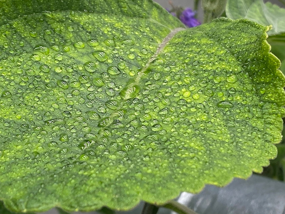 Thumbnail: Coleus forskohlii / Coleus
