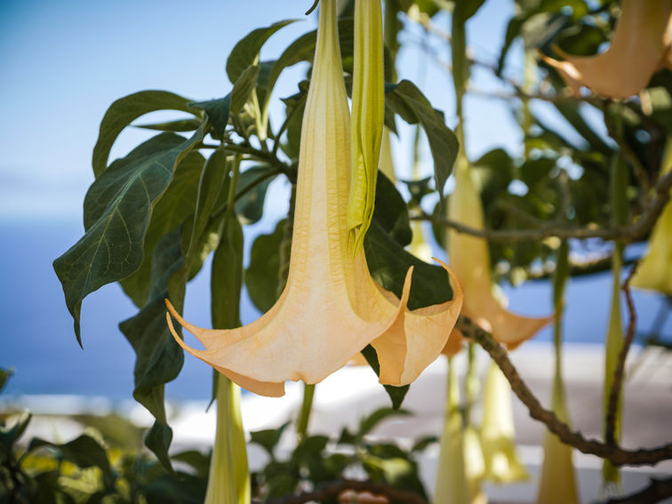 Prise de vue photographique architecture et voyage d'une fleur de datura