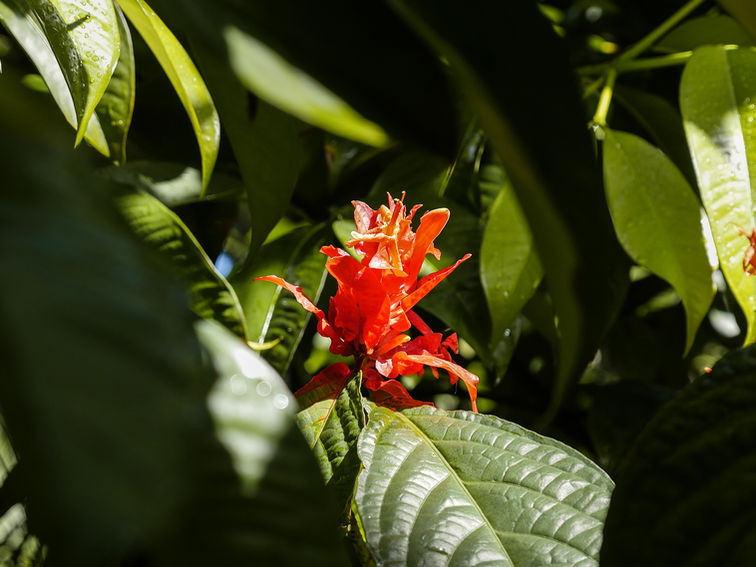 Prise de vue photographique architecture et voyage d'une fleur tropicale