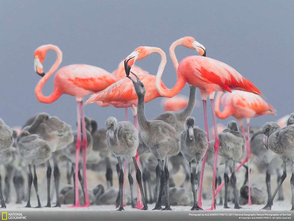 Mother's Love by Alejandro Prieto in Rio Lagartos_Mexico