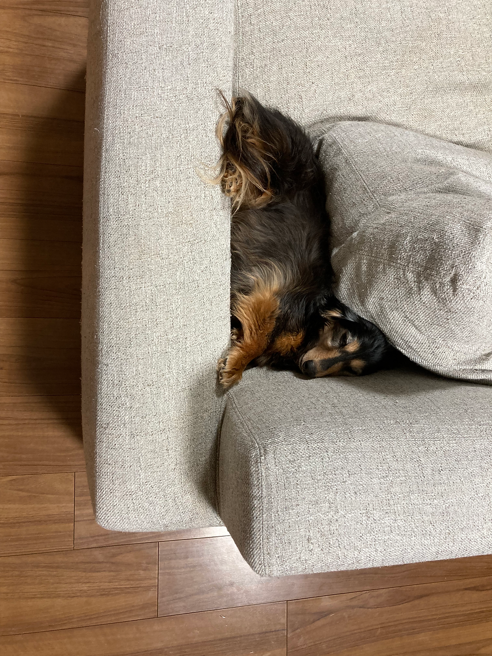 札幌 ペット 葬儀