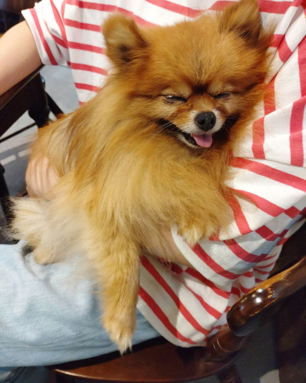 札幌 ペット 葬儀