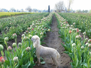 Tulip season is open!