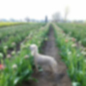Lucy smelling the tulips