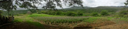 Vista Panoramica - Cultivos