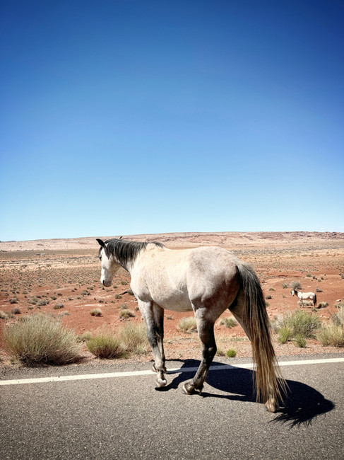 Horse on Road in Monument Valley Arizona