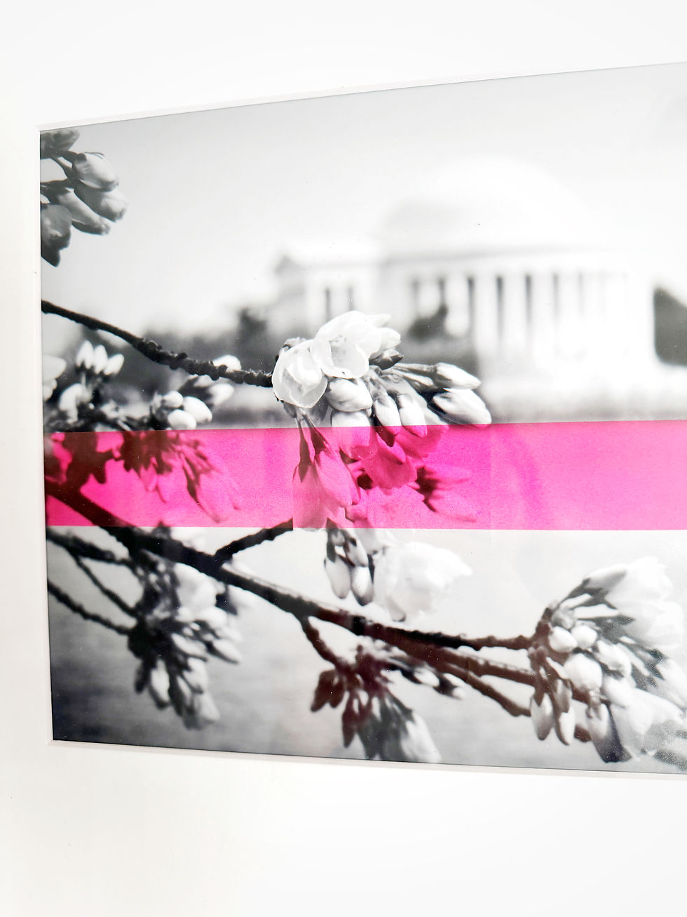 Thumbnail: Jefferson Cherry Blossom (Pink) - Washington DC