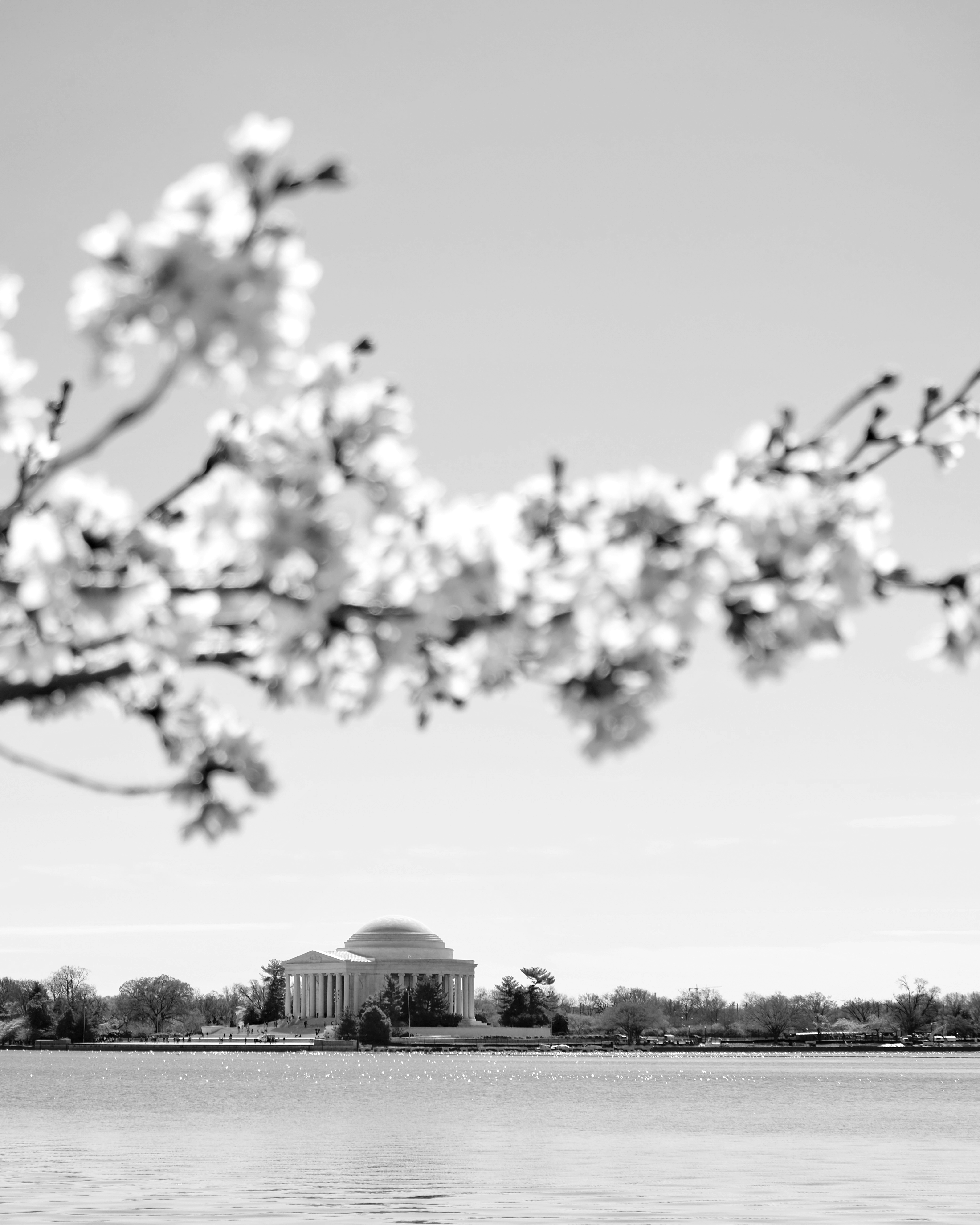 Soft Blossom Sky | Washington DC | Black & White Fine Art Print