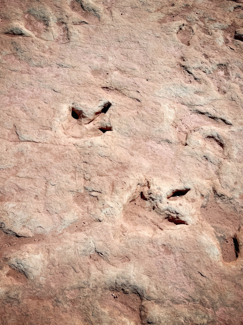 Dinosaur Tracks in Arizona