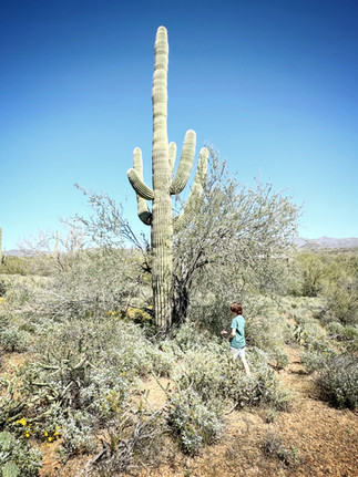 Black Canyon Trailhead and Giant Cacti Arizona