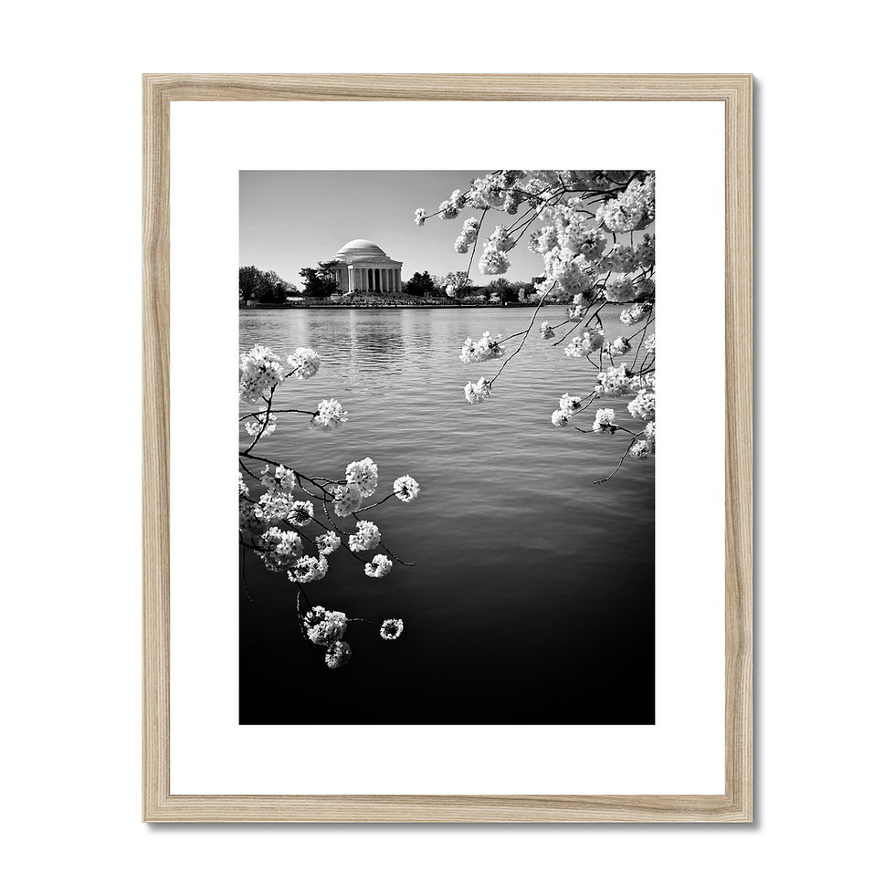 Thumbnail: Black and white photo print of up close cherry blossoms at Tidal Basin and Jefferson Memorial in Washington, DC