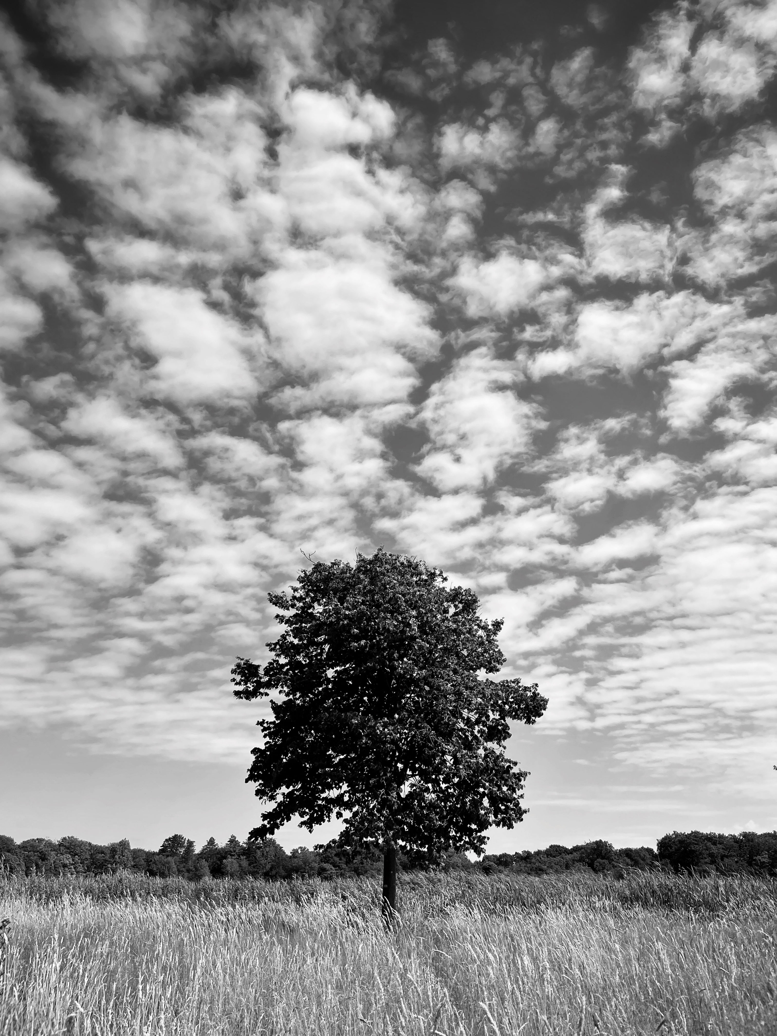 Black and white photo print of lone tree amongst sky