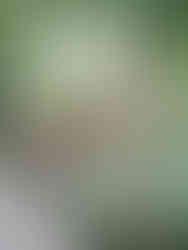 Garden Village Bled treehouse glamping, Lake Bled, Slovenia. kpmphotoart