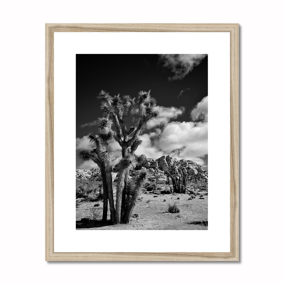 Thumbnail: black and white photo print of a Joshua tree with rocky, barren landscape