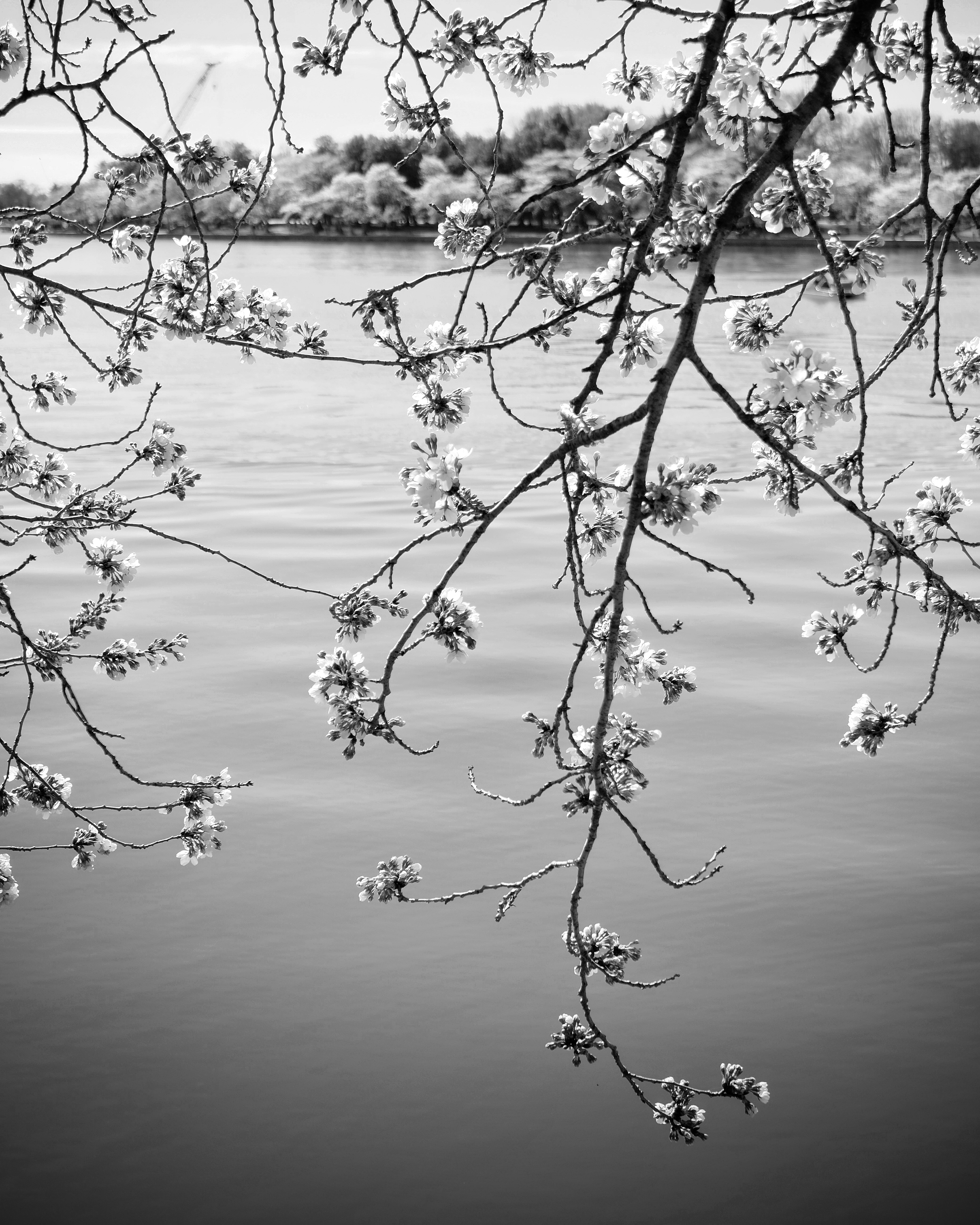 Tranquil Bloom | Washington DC | Black & White Fine Art Print