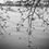 Thumbnail: Cherry Blossom Serenity | Set of 3 Black & White Floral Prints