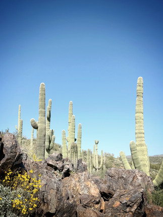 Black Canyon Trailhead and Giant Cacti Arizona