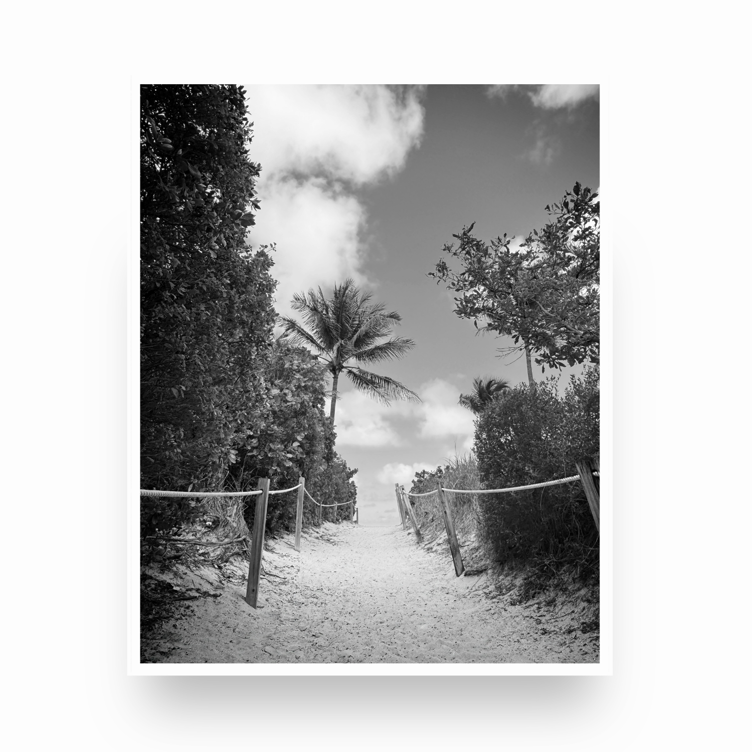 coastal beach pathway with palm trees leading to miami beach