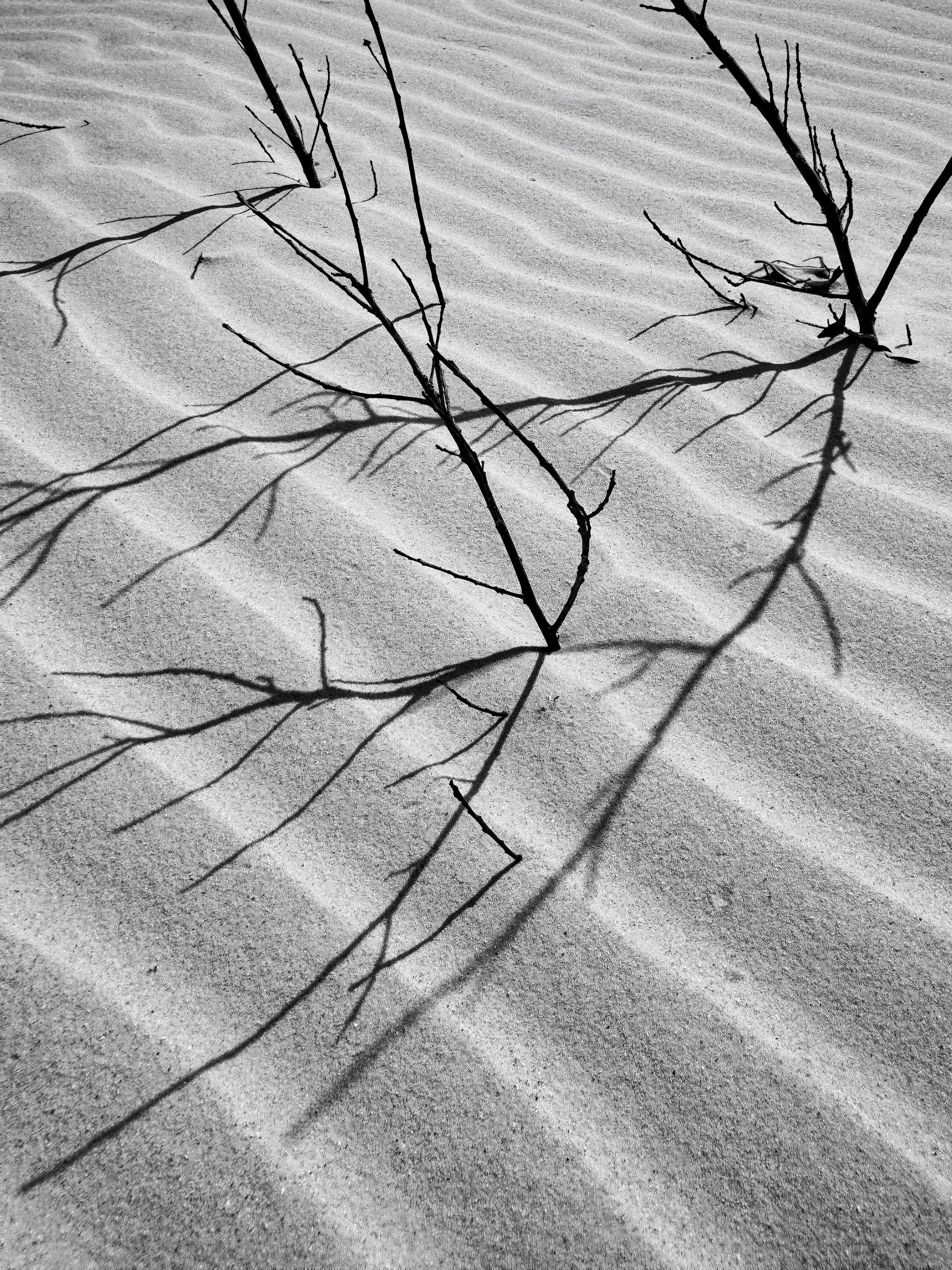 Black and white photo print of shadow in the sands
