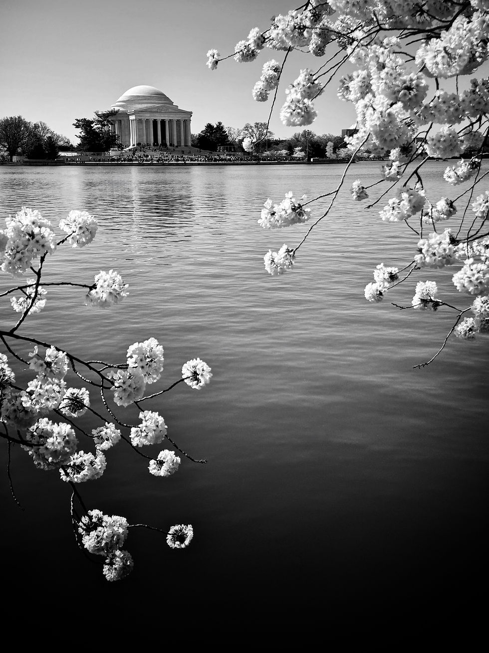 Thumbnail: Black and white photo prints of Washington, DC cherry blossoms and monuments