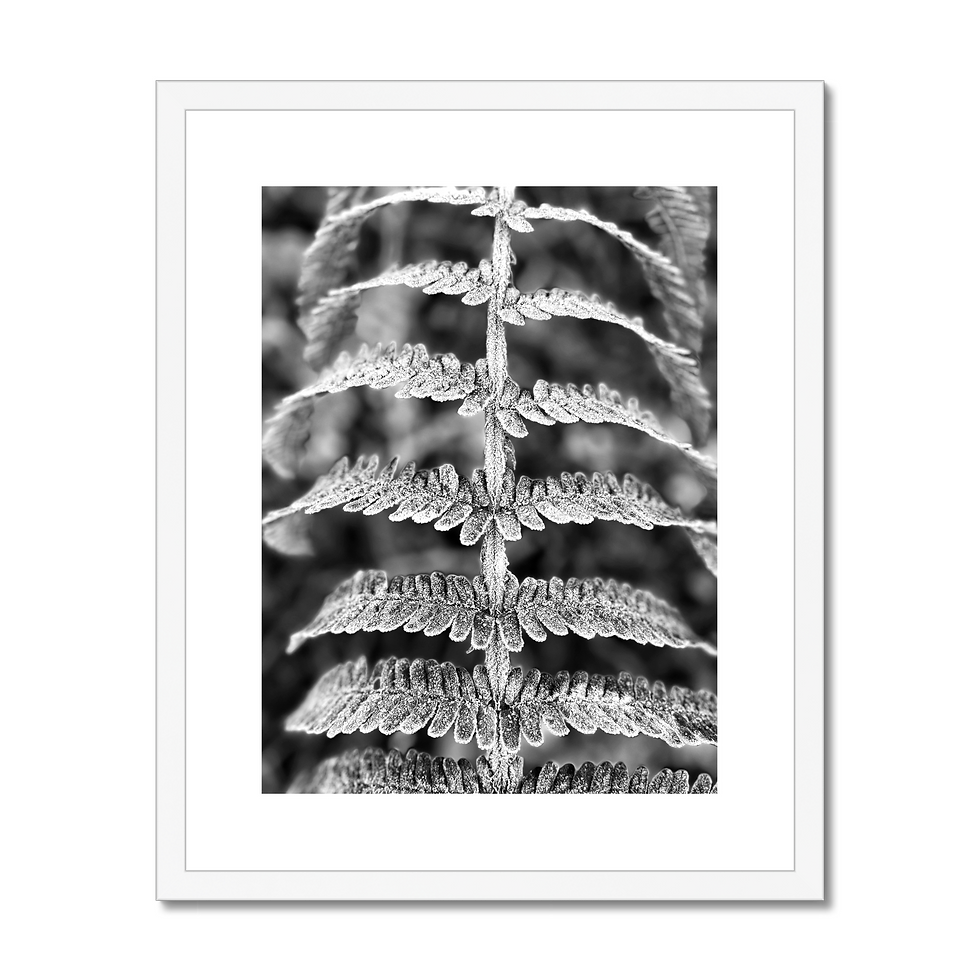 Thumbnail: Macro black and white photo of a fern leaf covered in crystalline morning frost.