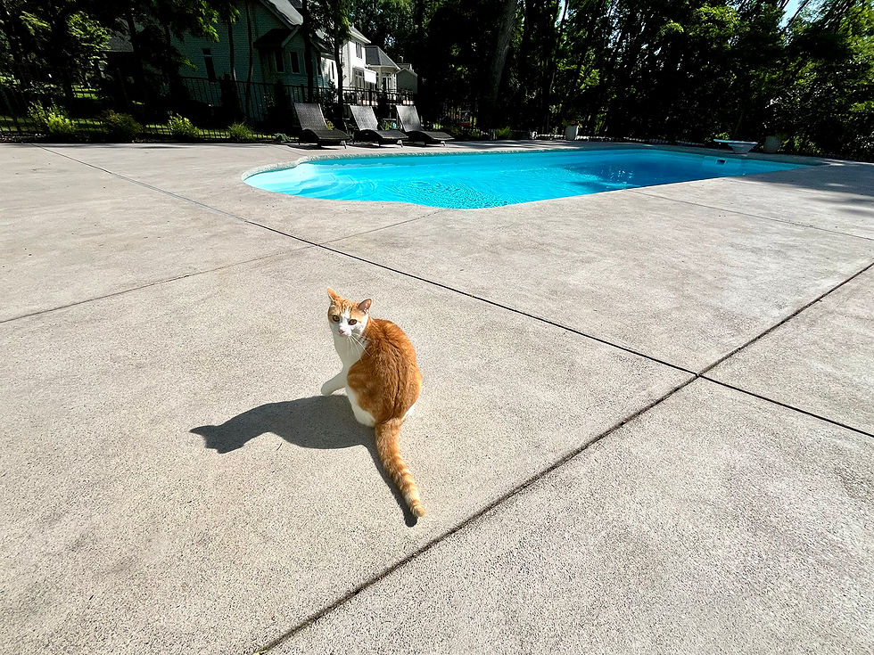 A tan colored cat sitting on an expansive concrete patio with a swimming pool in the background.