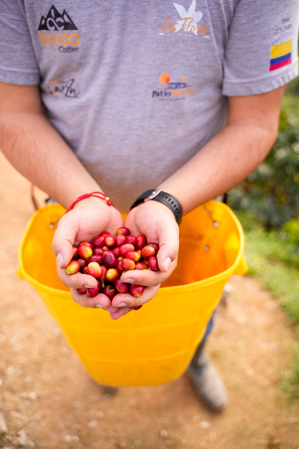 Thumbnail: Java, Washed Thermal Shock, Las Flores, Colombia