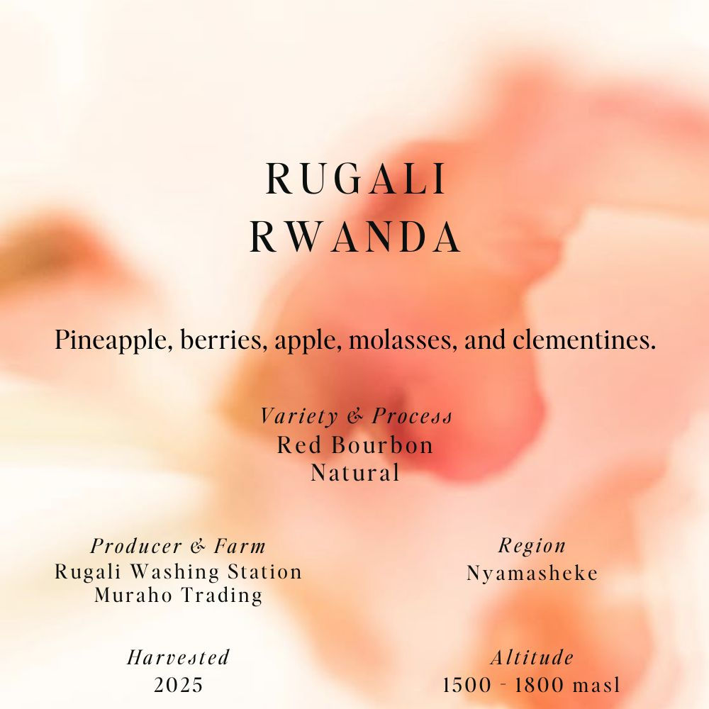 Rugali, Rwanda, Red Bourbon, Natural