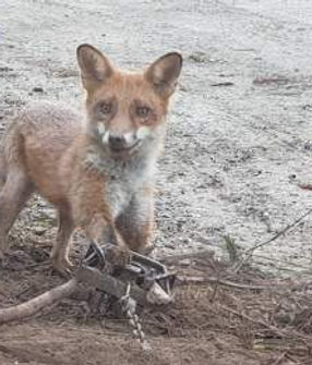 fox-foothold-trap-v2.jpg