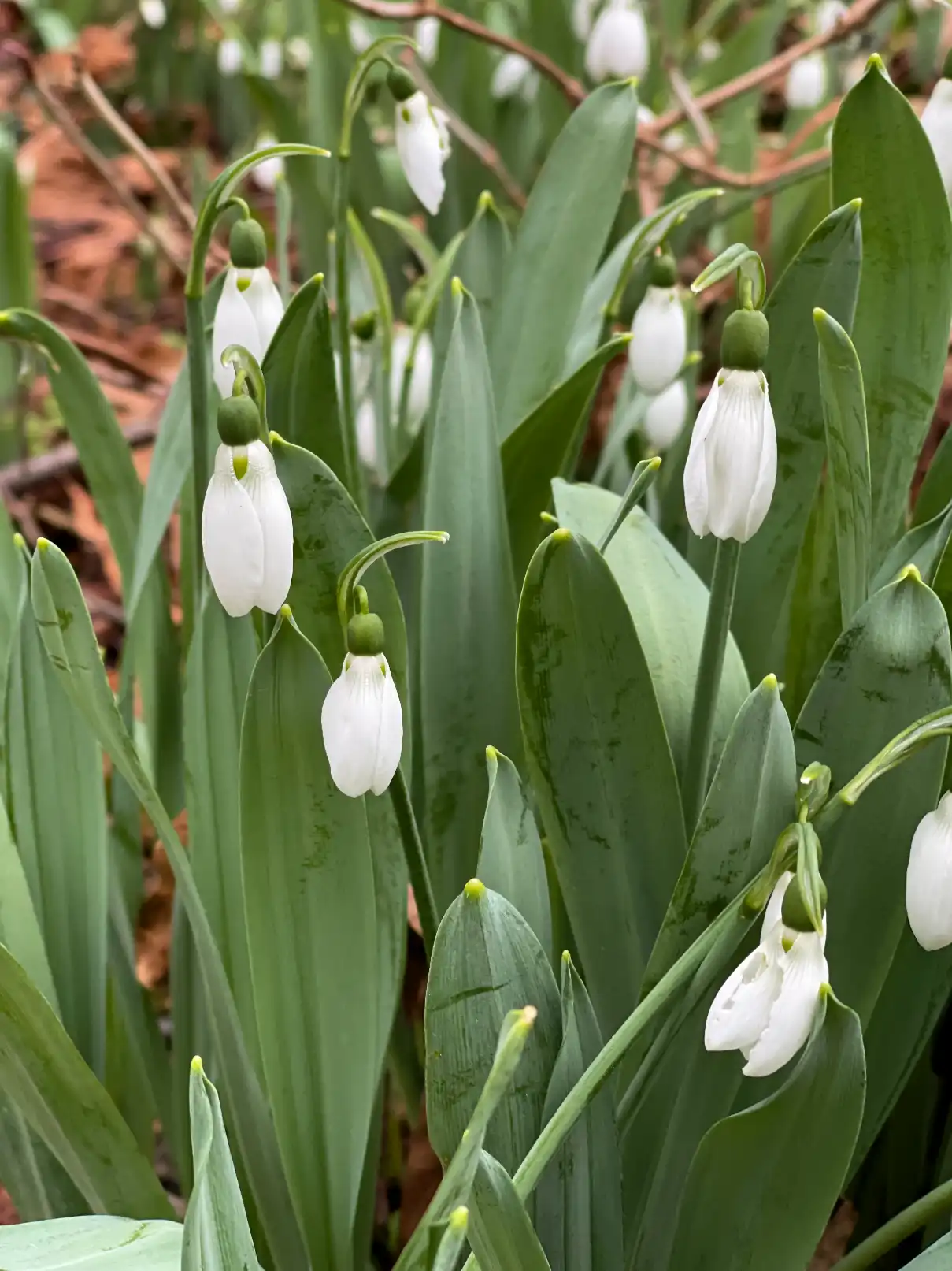 UEA snowdrops_0.5x.webp
