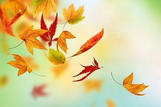 Leaves.jpeg