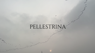 Pellestrina