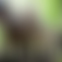 Débardage à cheval