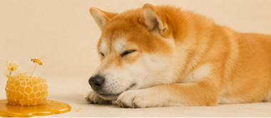 ハチミツを見ているトリミング終わりの犬