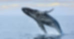 whale-watch.jpeg