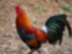 kauai-chicken.jpeg