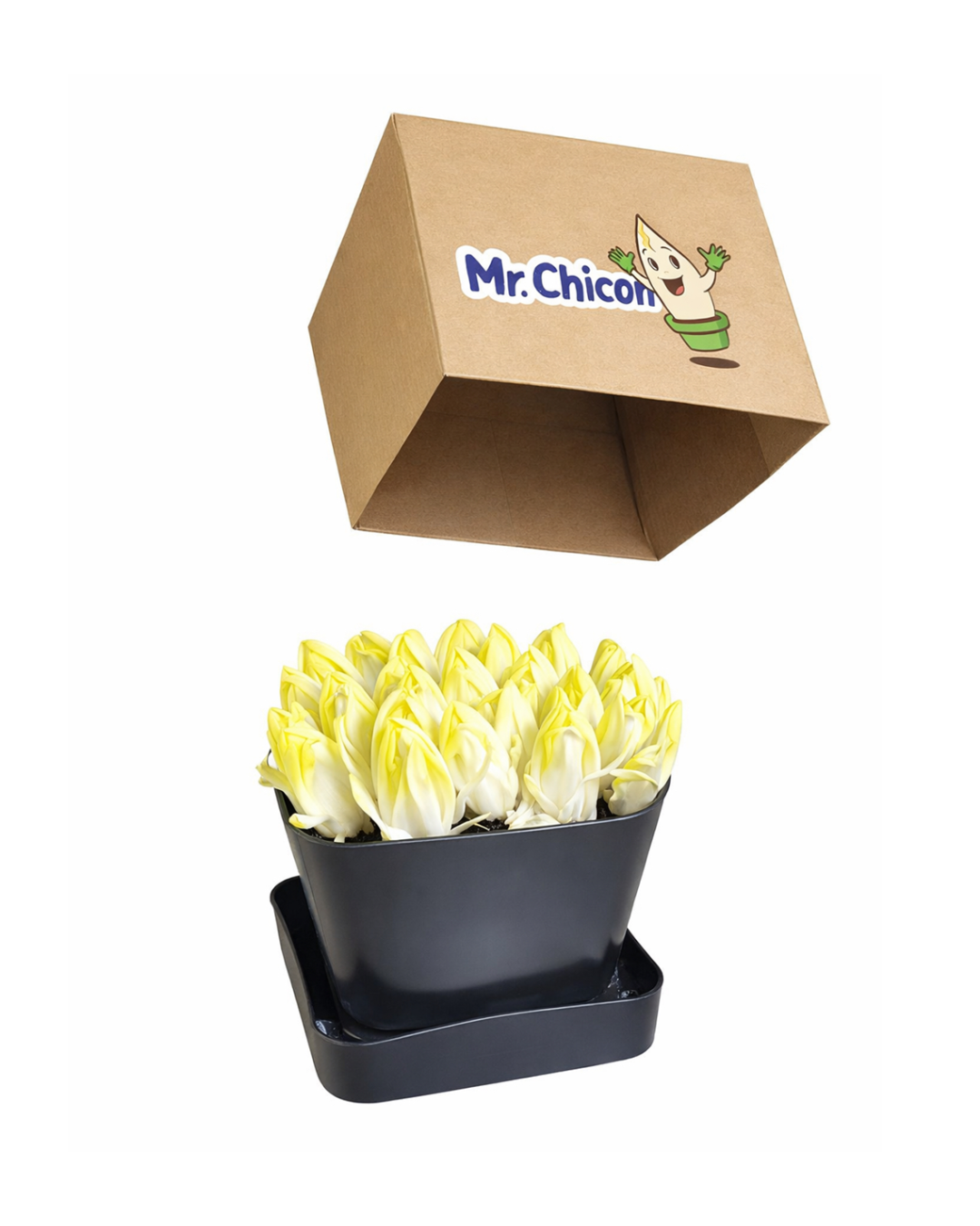 Mr.Chicon Box