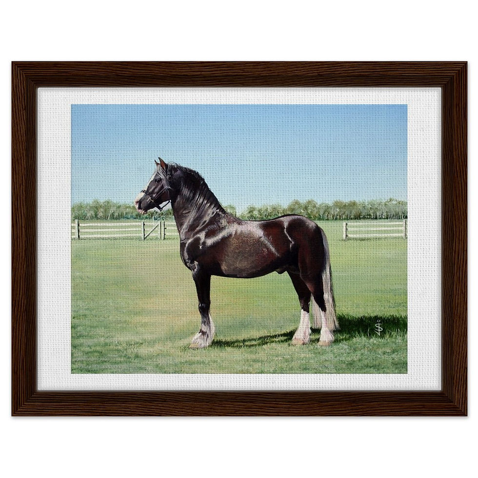 Thumbnail: Flash Welsh Cob Stallion